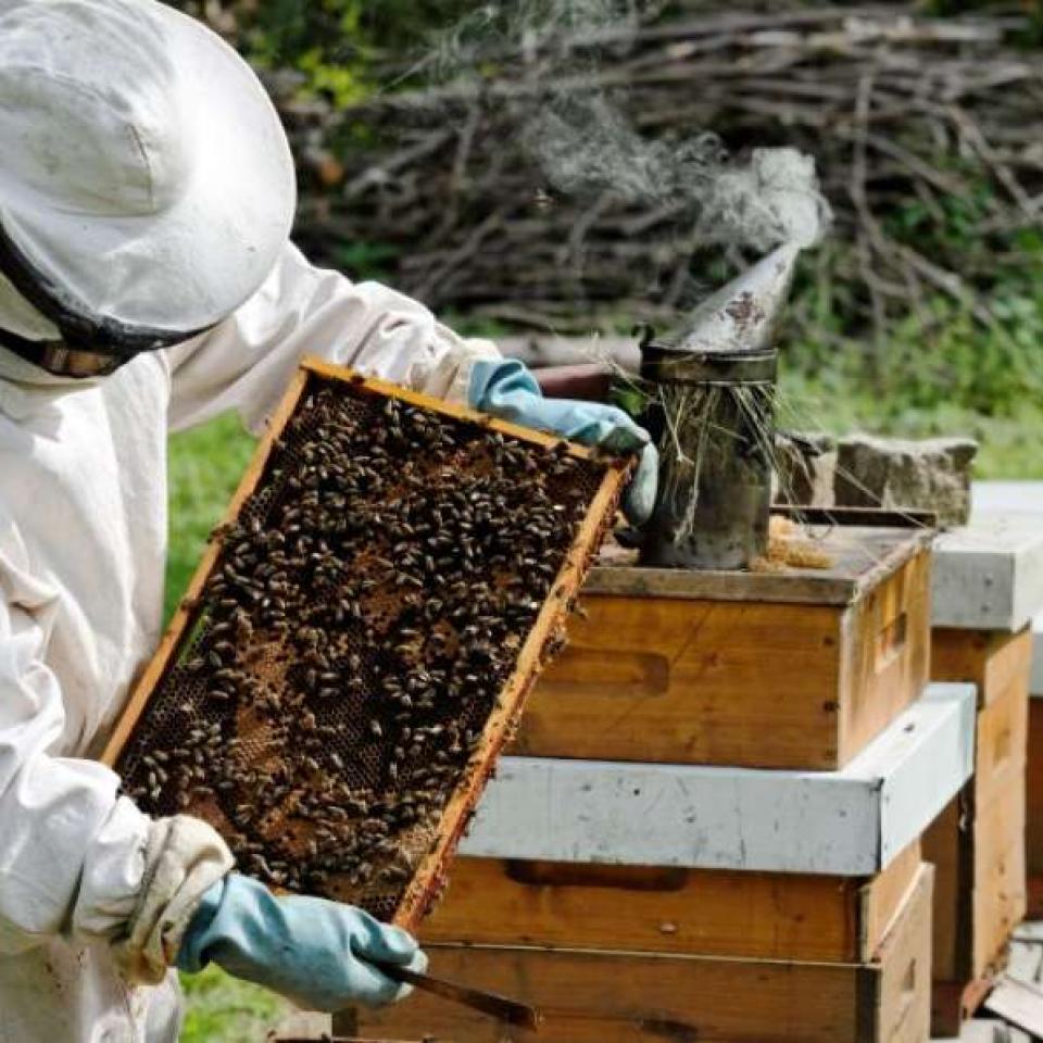 Beekeeping 1